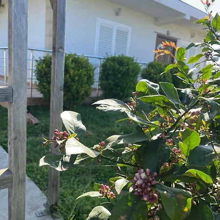 Olive Holiday home Durres
